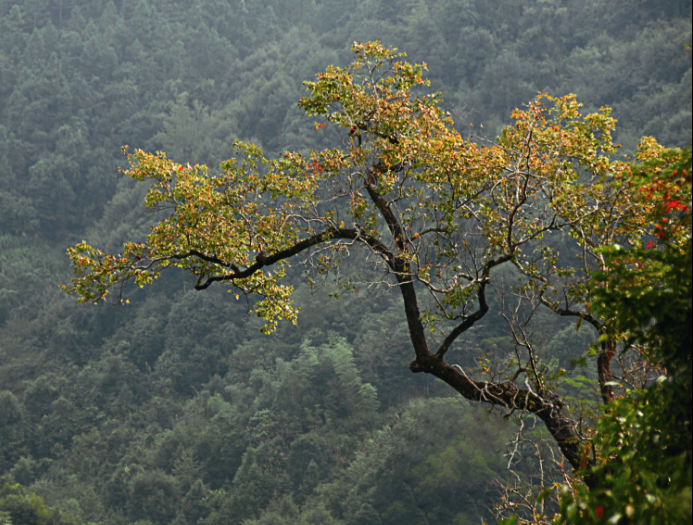 一株青玉立，千树绿云委